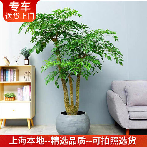 大型幸福树盆栽幌伞枫室内植物