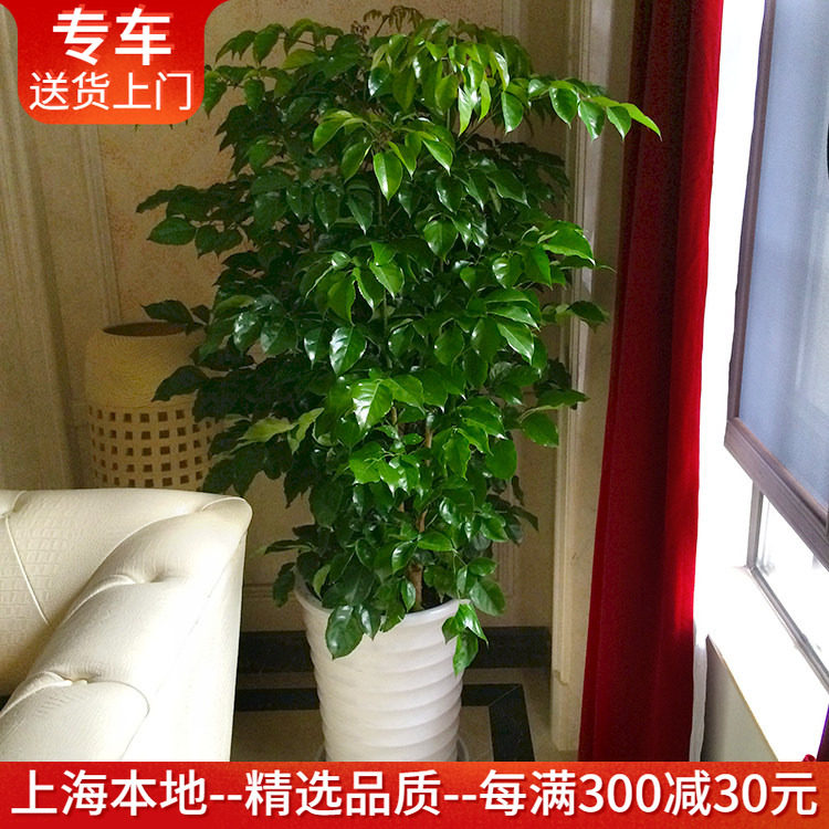 绿宝幸福树盆栽大型室内观叶植物客厅办公室绿植盆景上海送货上门