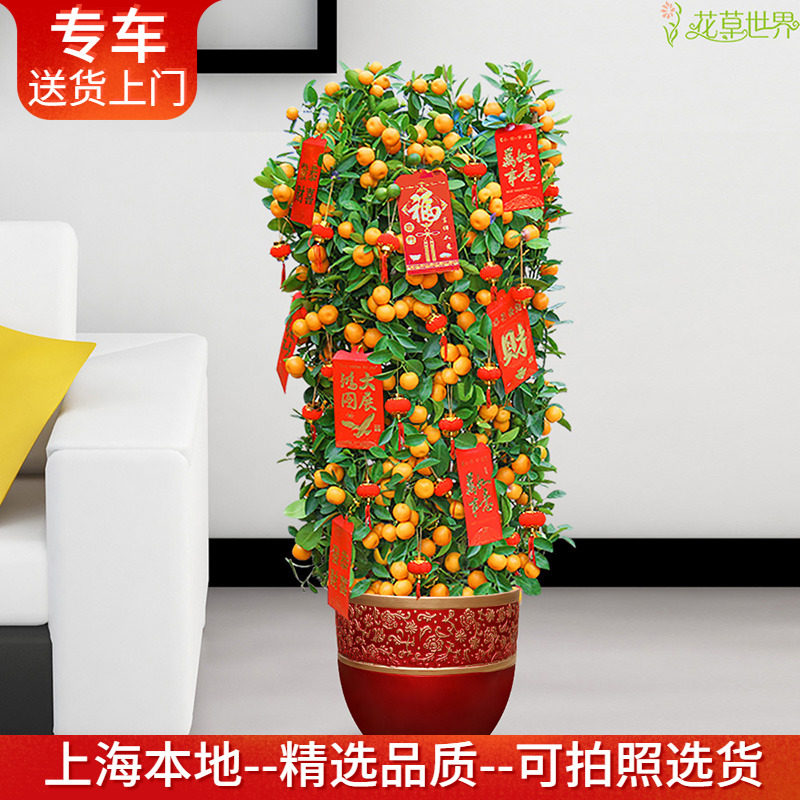 金橘树盆栽金桔树 年桔大型观果植物果树年宵花卉 上海送货上门,鲜花速递/花卉仿真/绿植园艺,大型绿植/成品组合盆栽,淘宝优惠券,粉丝福利购,淘宝优惠卷