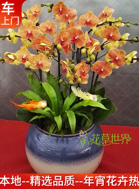 10支橙色蝴蝶兰盆栽 鲜活植物真花 高档礼品送礼花卉上海送货上门