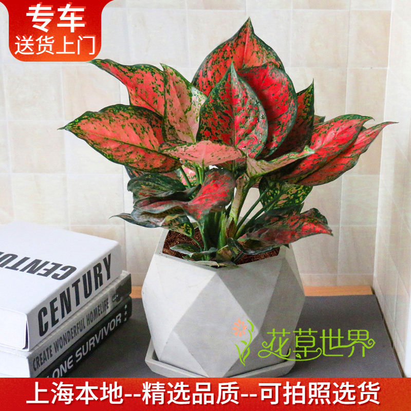 如意皇后盆栽吉利红彩色粗肋草桌图片