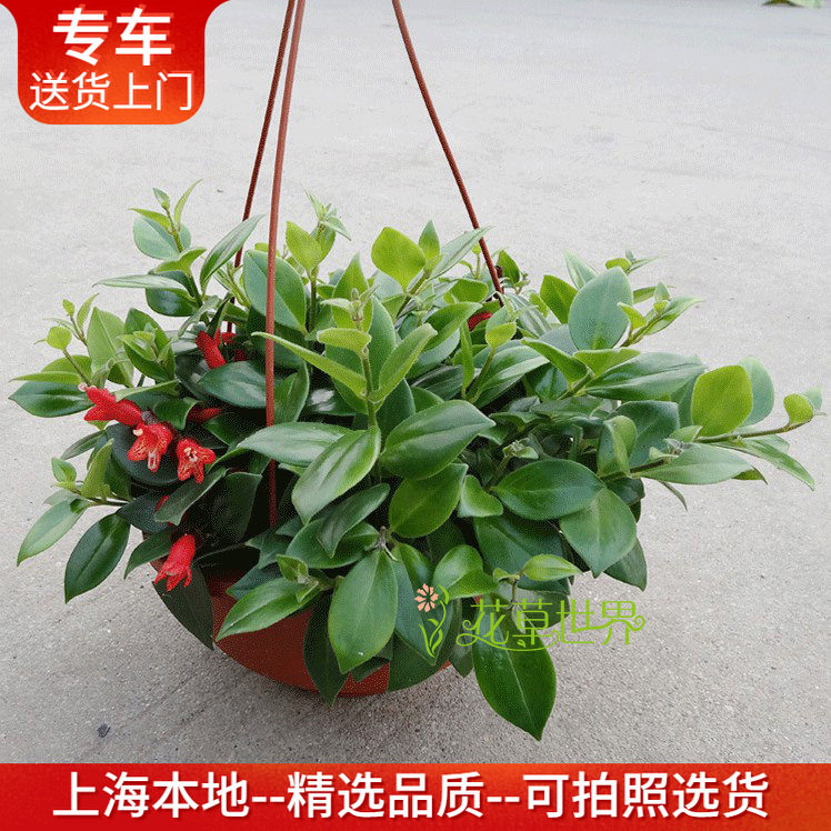 口红吊兰盆栽又名口红花多年生常绿蔓生花卉垂吊观花绿植阳台窗台