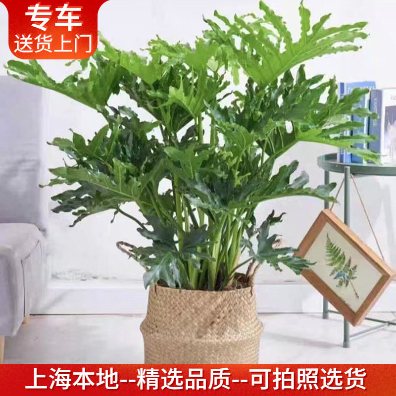春羽盆栽春雨喜林芋羽叶植物小天使室内净化空气耐阴绿植送货上门