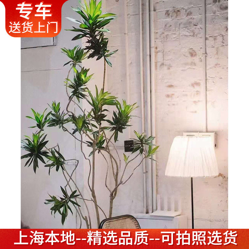 百合竹盆栽有造型网红植物金边金心细叶百合竹北欧风室内客厅绿植,鲜花速递/花卉仿真/绿植园艺,大型绿植/成品组合盆栽,淘宝优惠券,粉丝福利购,淘宝优惠卷