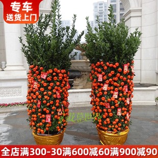特大型桔子树盆栽大红袍朱砂橘金橘树金桔树观果植物果树年宵花卉