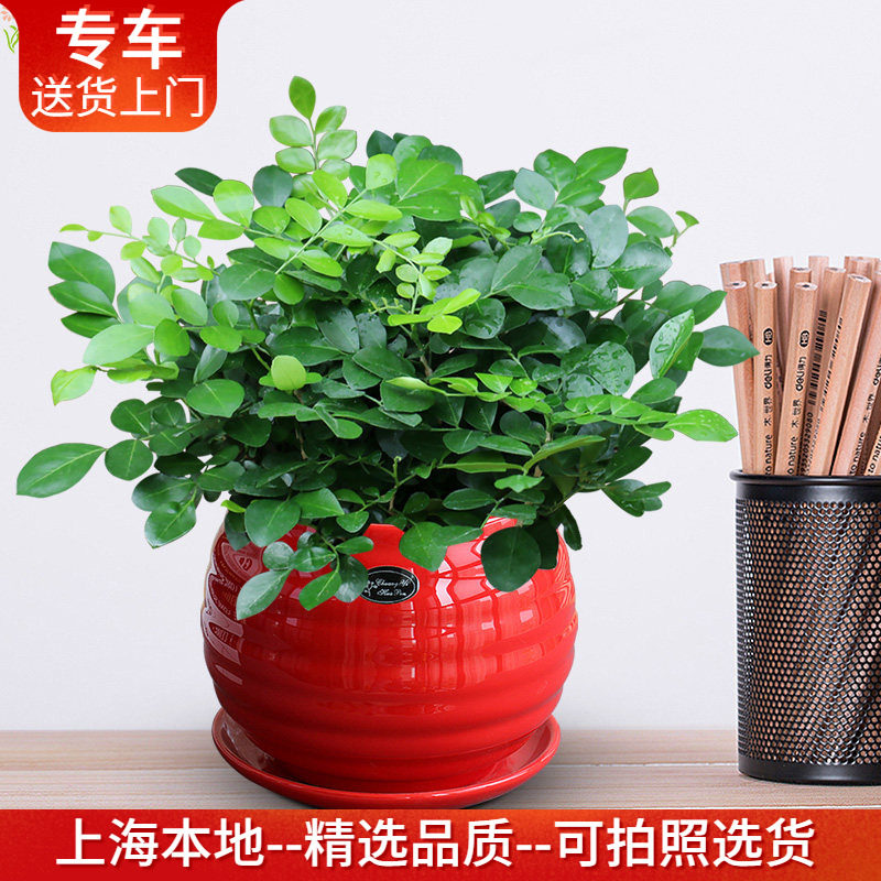 七里香盆栽 别称九里香 开花植物  阳台窗台客厅桌面绿植花卉