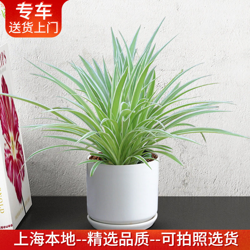 金边/金心吊兰盆栽 新装修净化空气植物 客厅卧室办公室桌面绿植,鲜花速递/花卉仿真/绿植园艺,绿植,淘宝优惠券,粉丝福利购,淘宝优惠卷