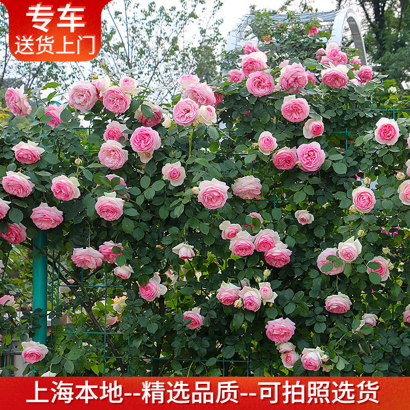 大型藤本月季带花 包上门种好 藤本欧月蔷薇爬藤植物庭院绿植花卉