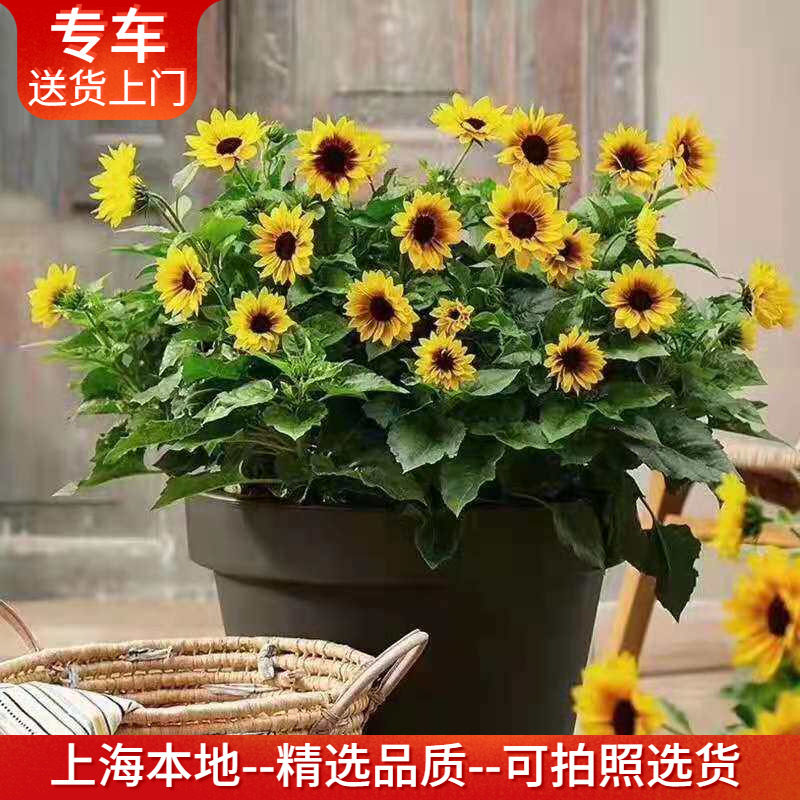 超级向日葵光辉岁月盆栽 带花出售 花期长阳台窗台植物花卉耐寒