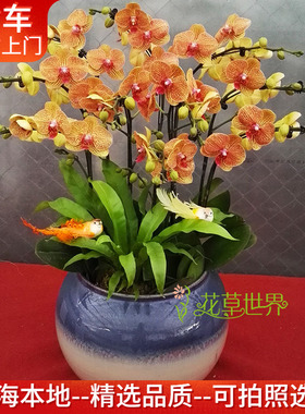10支橙色蝴蝶兰盆栽 鲜活植物真花 高档礼品送礼花卉上海送货上门