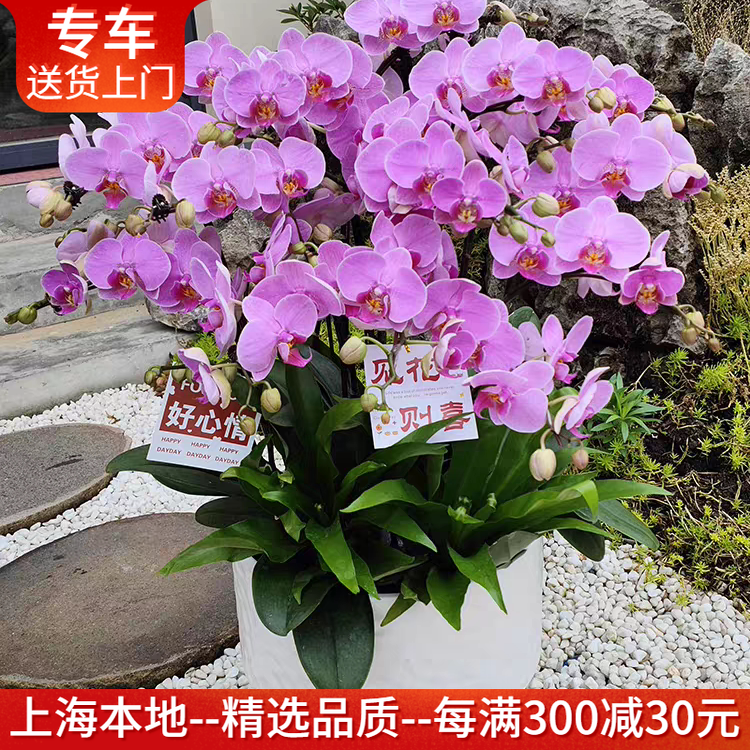 明日之星蝴蝶兰盆栽粉色系花量大