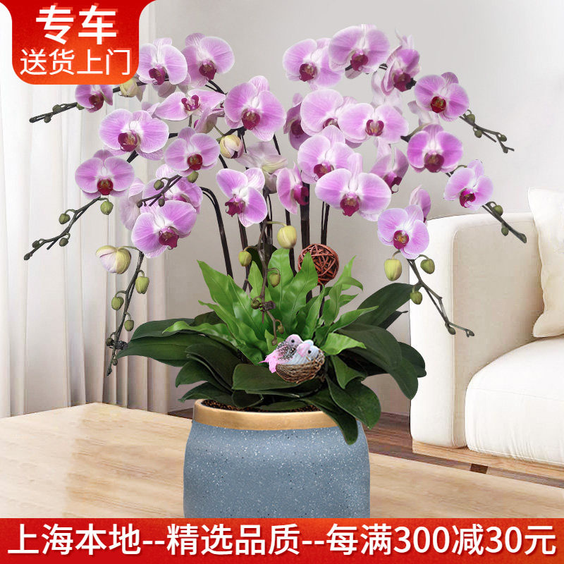 仙桃蝴蝶兰盆栽 年宵花卉开业乔迁送礼高档礼品盆景 上海送货上门