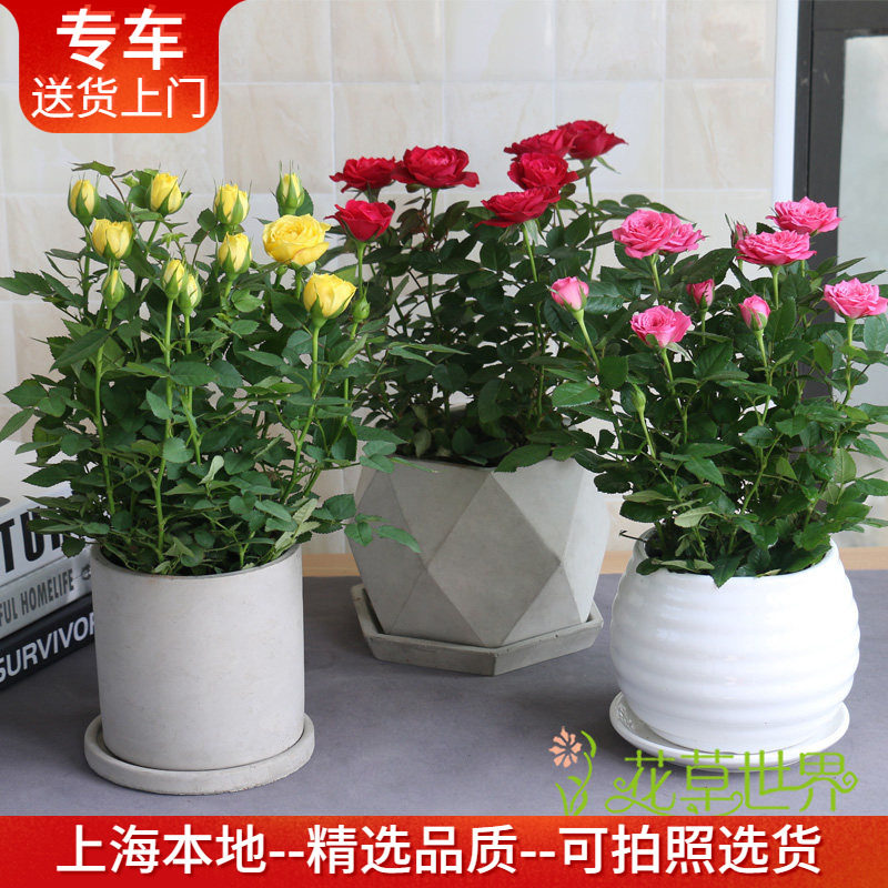 玫瑰花盆栽月季花 棒棒糖月季花期长 室内盆花卉观花庭院阳台蔷薇