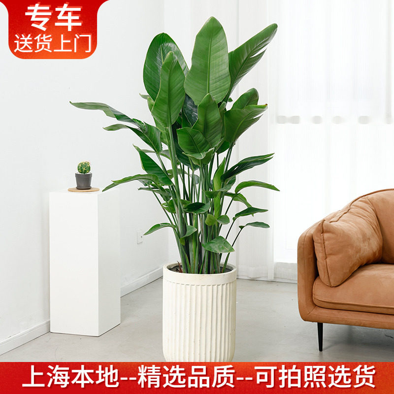 天堂鸟盆栽鹤望兰大型绿植客厅办公室内植物旅人蕉 上海花草世界,鲜花速递/花卉仿真/绿植园艺,大型绿植/成品组合盆栽,淘宝优惠券,粉丝福利购,淘宝优惠卷