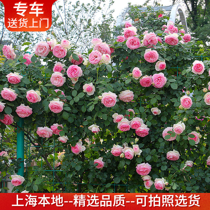 大型藤本月季带花 包上门种好 藤本欧月蔷薇爬藤植物庭院绿植花卉,鲜花速递/花卉仿真/绿植园艺,月季/蔷薇/玫瑰,淘宝优惠券,粉丝福利购,淘宝优惠卷