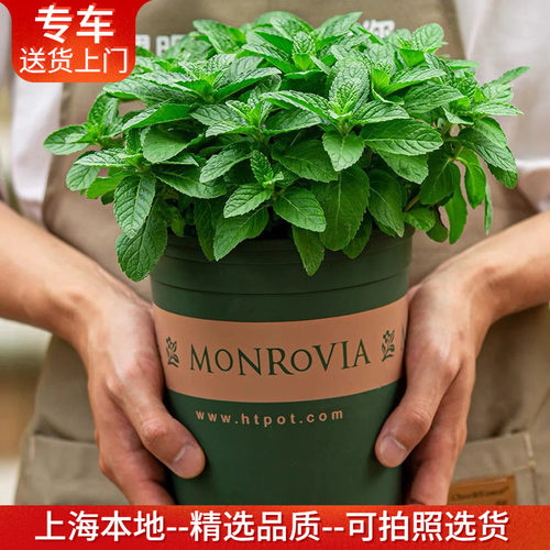 薄荷盆栽可食用杀菌植物清香提神