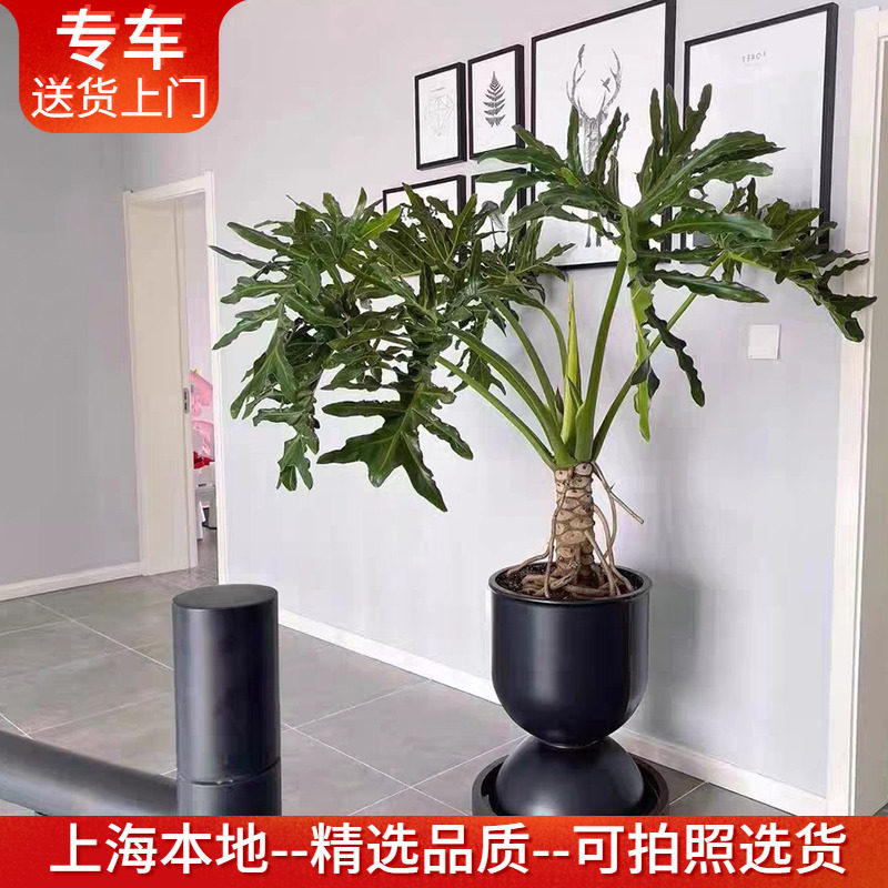 龙鳞春羽老桩盆栽 春雨柱喜林芋大型室内客厅植物 上海送货上门,鲜花速递/花卉仿真/绿植园艺,大型绿植/成品组合盆栽,淘宝优惠券,粉丝福利购,淘宝优惠卷