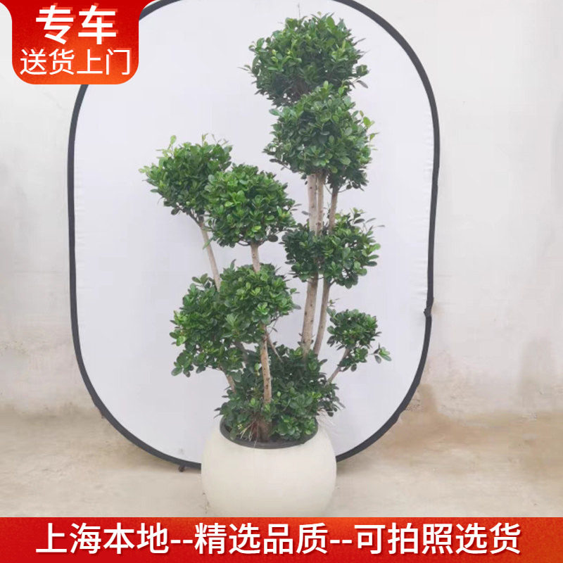 多头榕树盆栽金钱榕摇钱树大气大型型观叶植物绿植客厅阳台办公室