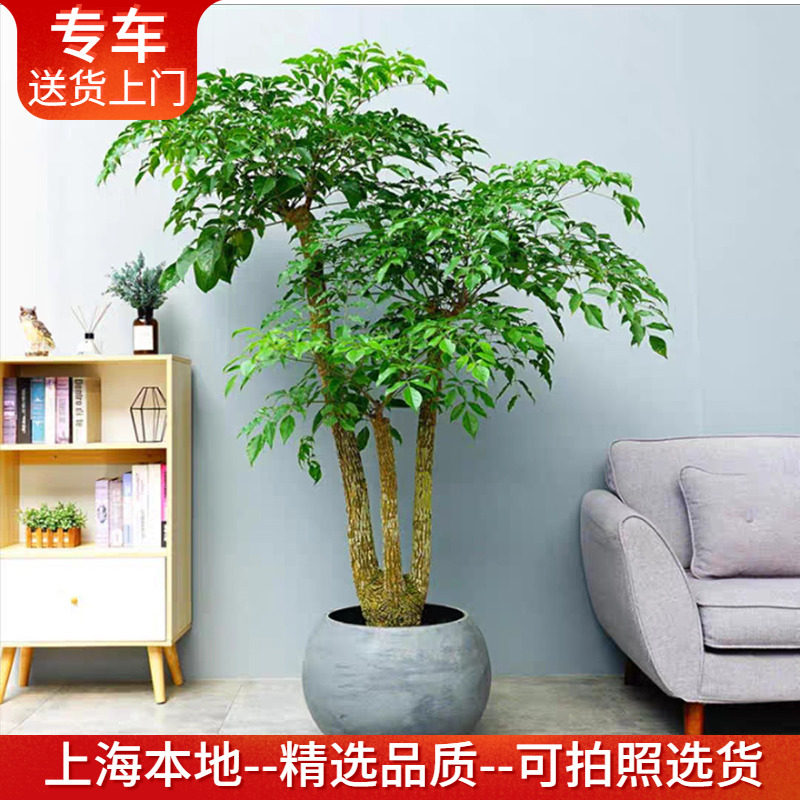 大型幸福树盆栽幌伞枫室内植物