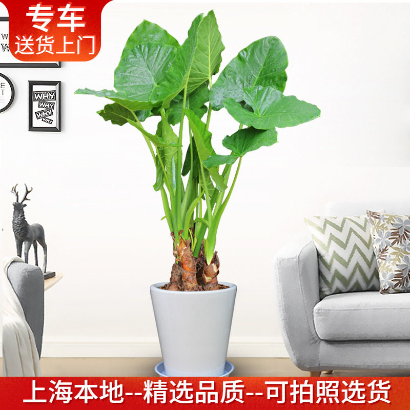 滴水观音盆栽霸王芋大型植物净化空气室内绿植办公室客厅阳台绿化