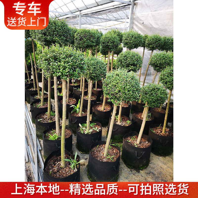 川滇蜡树金姬小蜡盆栽四季常绿