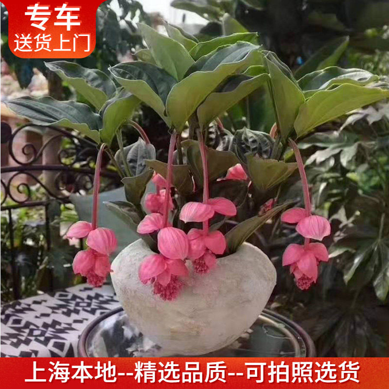 精品宝莲灯盆栽花期长高档礼品花