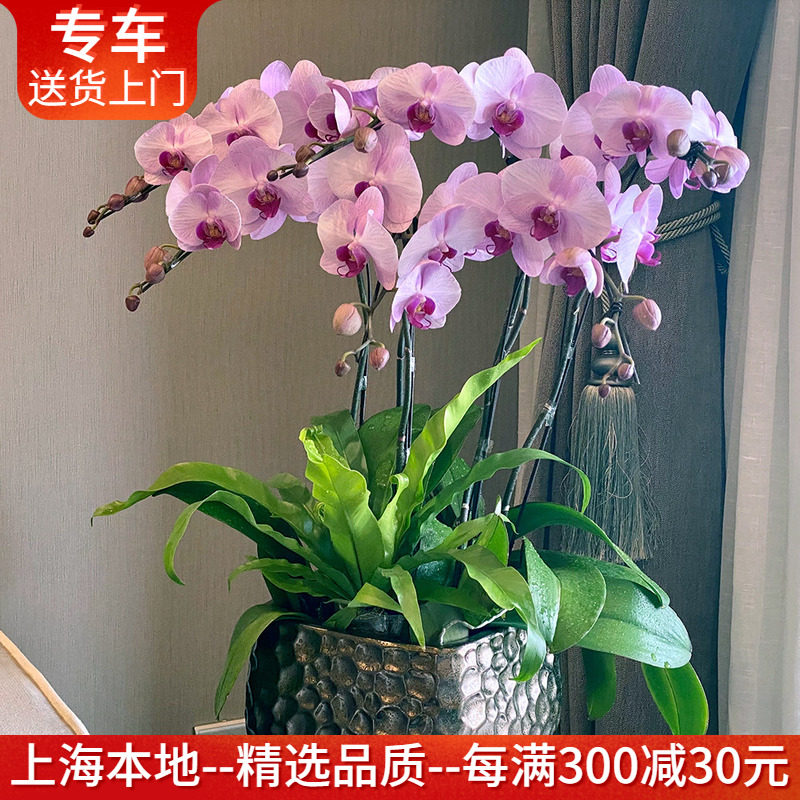 粉色礼品开业乔迁生日蝴蝶兰盆栽