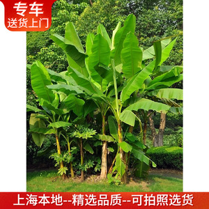 大型芭蕉树盆栽庭院植物耐寒耐晒