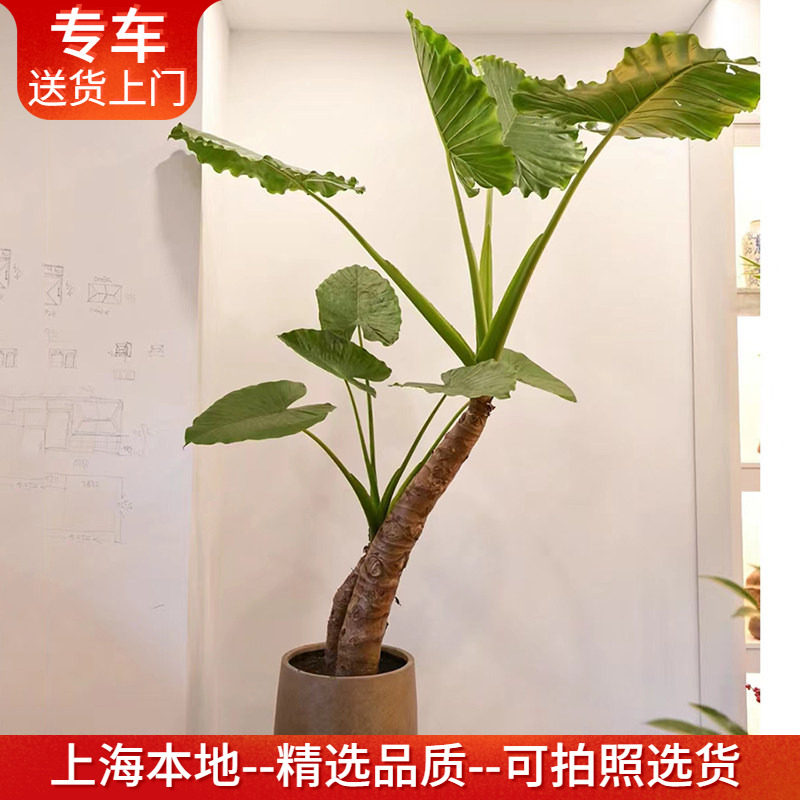 【一物一拍】造型滴水观音盆栽