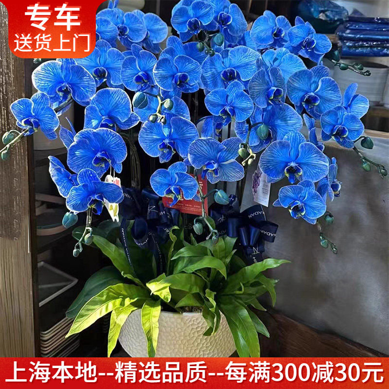 马卡龙色蝴蝶兰吸色染色兰花盆栽