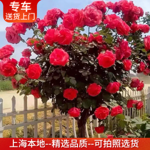 树桩月季老桩带花 包上门种好 花苞特多四季开花植物庭院绿植花卉