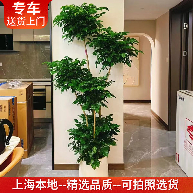 多层绿宝树盆栽幸福树大型室内观叶植物客厅办公室绿植送货上门