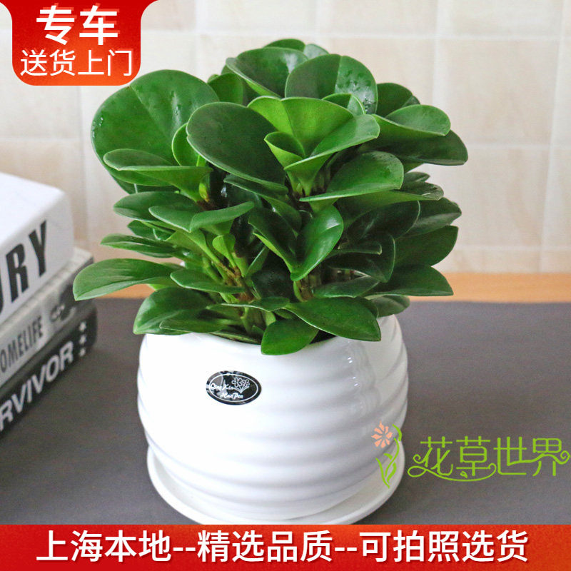 豆瓣绿盆栽 耐阴净化空气尼古丁叶片肥厚 青叶碧玉室内桌面小植物