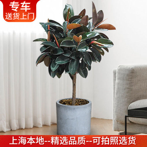 大型橡皮树盆栽 又名黑金刚 净化空气绿植客厅办公室室内阳台植物 - 封面
