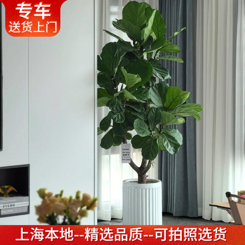 大型老桩琴叶榕盆栽绿植室内客厅