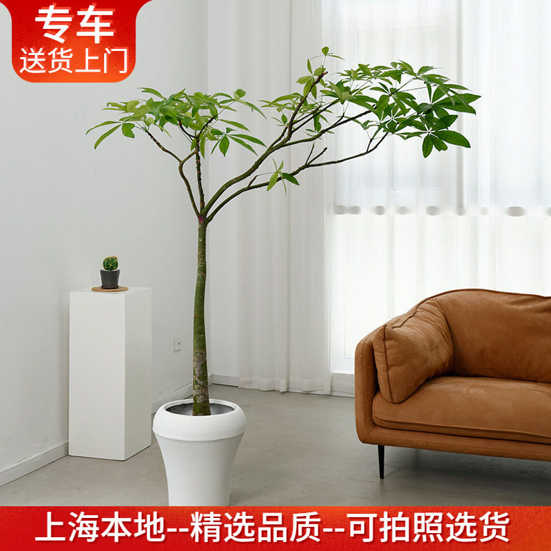 造型发财树盆栽网红植物大型绿植