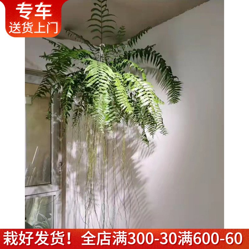 霸王蕨盆栽大型威武蕨长叶肾蕨垂挂蕨类植物客厅室内悬挂垂吊绿植