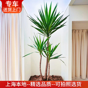 荷兰铁盆栽室内大植物客厅办公室