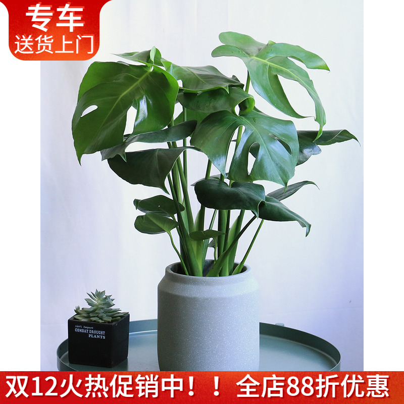 龟背竹盆栽净化空气室内好养绿植