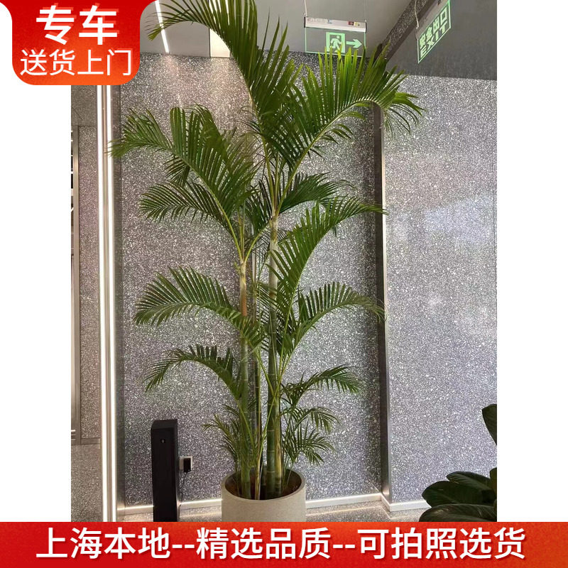 老桩凤尾竹盆栽竹子大型室内植物