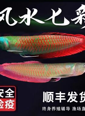 七彩银龙鱼活体观赏鱼苗