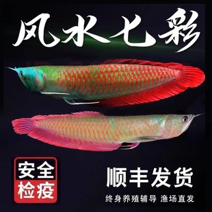 七彩银龙鱼活体观赏鱼苗热带鱼淡水中大型风水招财幻彩银龙鱼