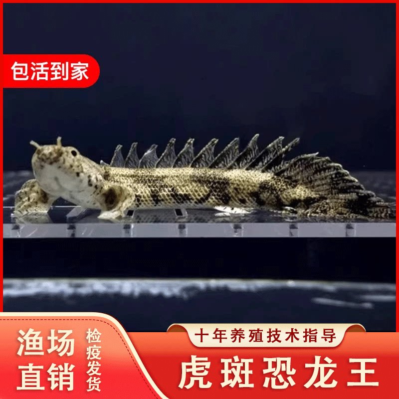 虎斑恐龙鱼活体红眼恐龙大花恐龙鱼