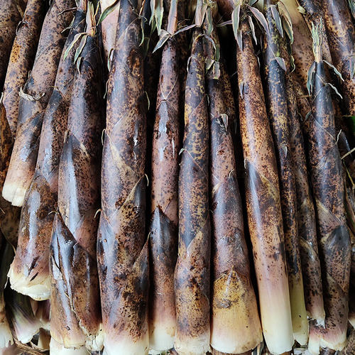 福建野生桂竹笋5斤麻笋 现拔带壳雷笋新鲜小竹笋花壳笋建宁水笋