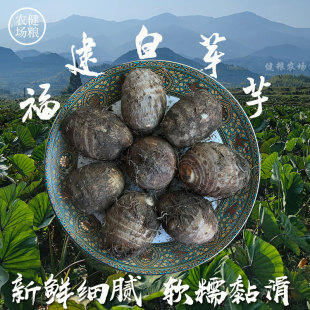 福建白芽芋子 牛奶小芋头小芋艿芋奶毛芋仔 农家新鲜现挖小芋子