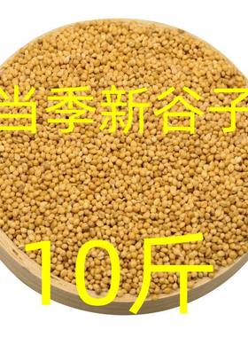 新谷子虎皮牡丹玄凤中小型鹦鹉专用黄谷子带壳小米鹦鹉鸟粮鸟食
