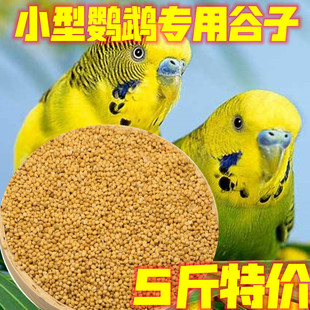5斤新黄谷子带壳小米鸟食玄风牡丹食物粮食虎皮鹦鹉饲料鸟粮包邮