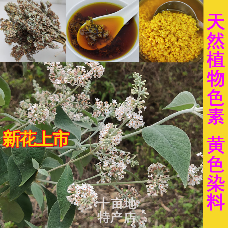 黄色糯米饭染料布广西黄花密蒙花野生染饭花蜜蒙天然黄香花五色蒸