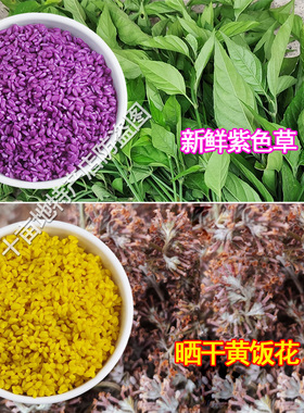 紫米草紫蓝草广西三月三五色糯米饭植物染料天然红色黄染饭红蓝草