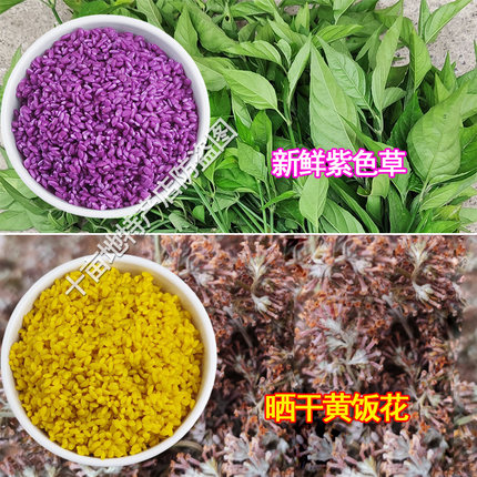 紫米草紫蓝草广西三月三五色糯米饭植物染料天然红色黄染饭红蓝草